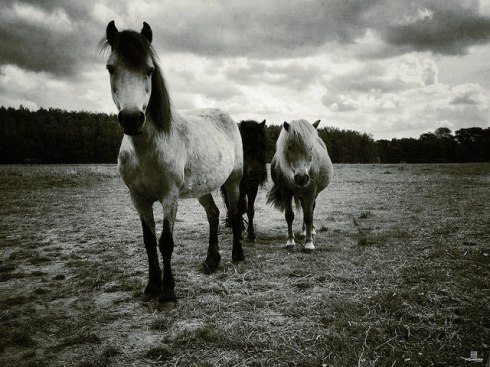 Image by Andrea Minoia, shared under a Creative Commons Licence